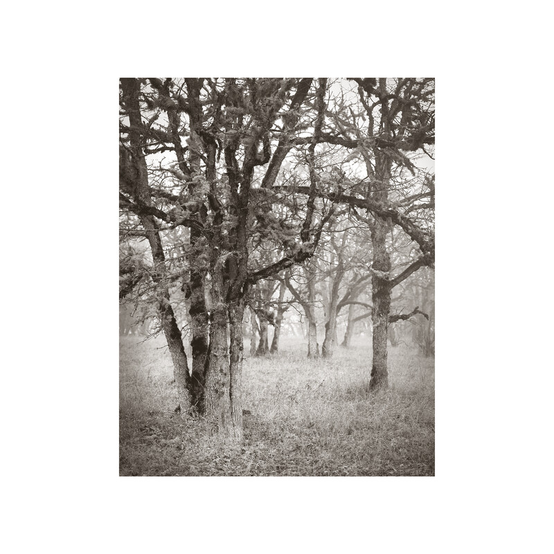 The Grove Photogravure Print