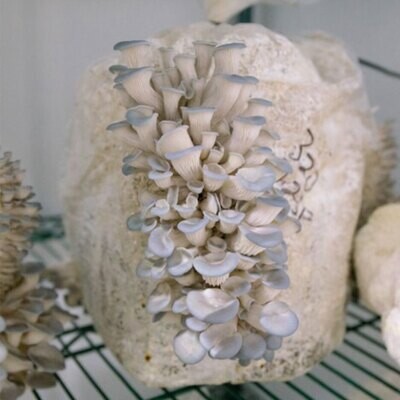 Weekly Subscription: Blue Oyster Mushrooms