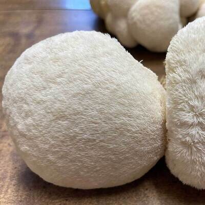Monthly Subscription: Lion's Mane Mushrooms Monthly Subscription: Lion's Mane Mushrooms