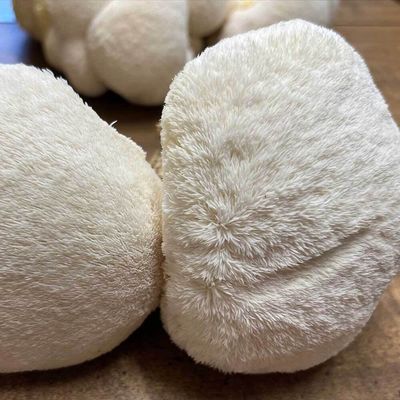 Weekly Subscription: Lion's Mane Mushrooms