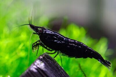 Black Shrimp | Live | Freshwater | Aquarium Shrimp