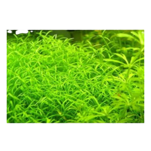 ADA IC299 Microcarpea minima "merill" Aquarium Live Plants