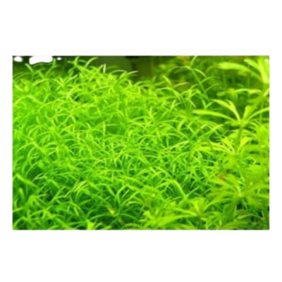 ADA IC299 Microcarpea minima "merill" | Aquarium Live Plants