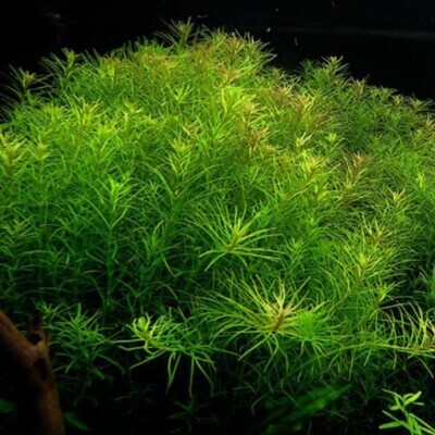 ADA IC400 Rotala Nanjenshan | Aquarium Live Plants