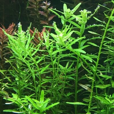 ADA IC011 Rotala Rotundifolia 'green' | Aquarium Live Plants