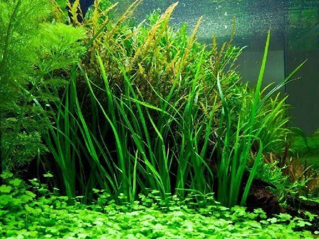 ADA IC031 Cyperus helferi TC | Aquarium Live Plants