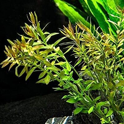 ADA IC429 Ludwigia arcuata narrow leaf TC |  Aquarium Live Plant