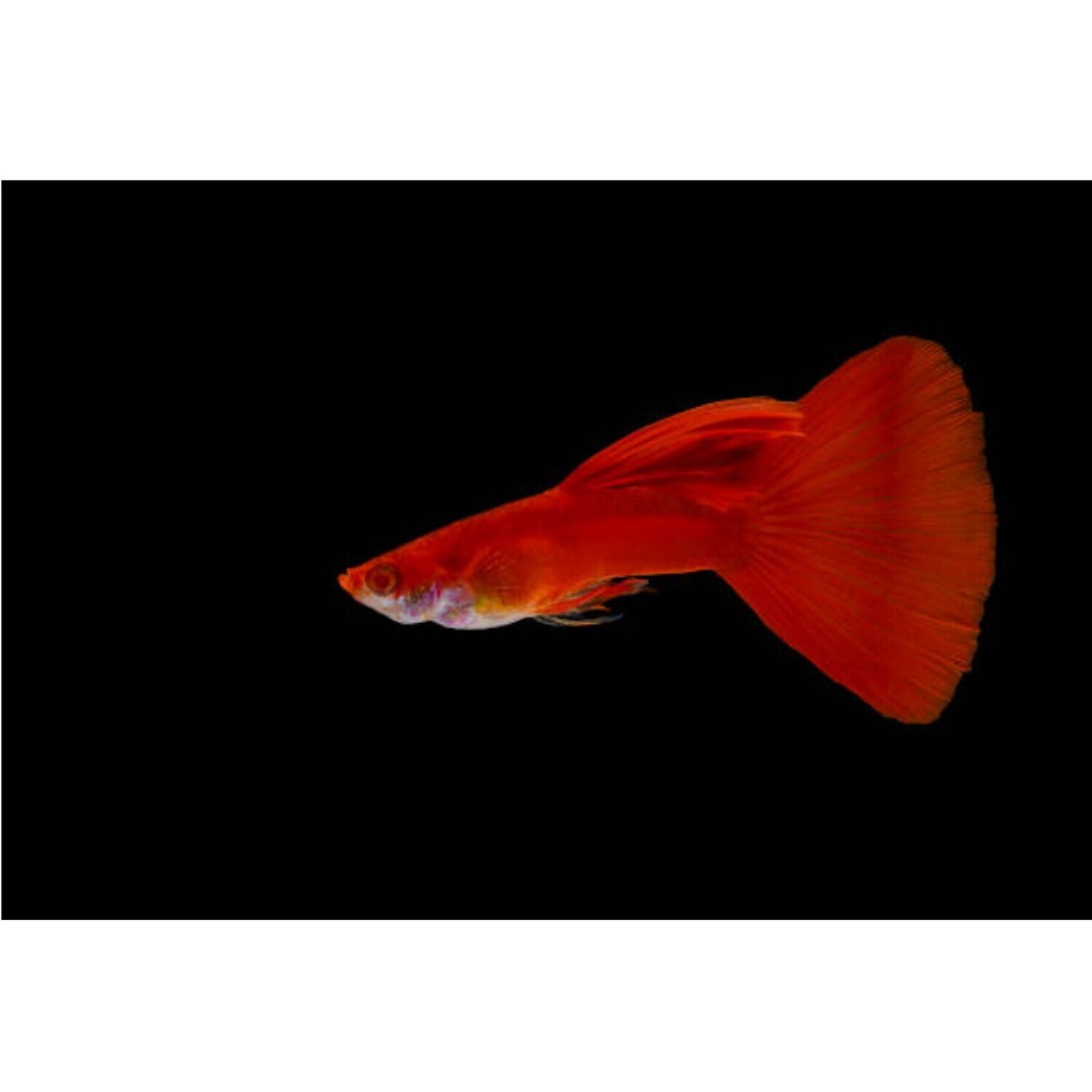 Albino Full Red Guppy Fish| Male & Female