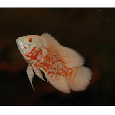 Aquarium Live Fish | Albino Tiger Oscar Fish | Size 2.5" to 3" | Single