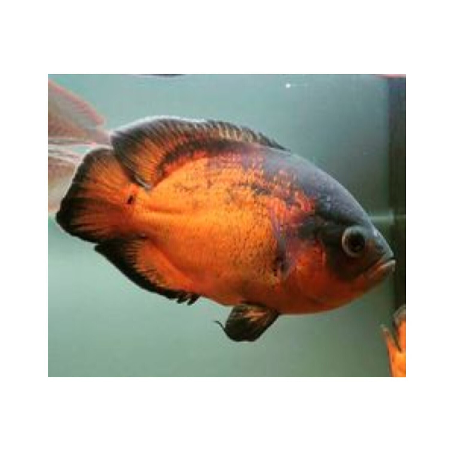 Aquarium Live Fish Black Copper Oscar Fish Size 2" to 3" Single