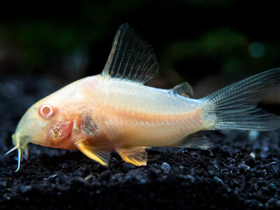 Aquarium Live Fish | Albino cory | Single Aquarium Live Fish | Albino cory | Single