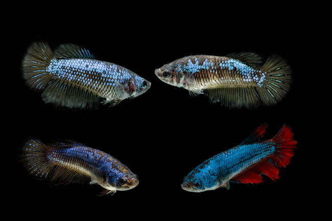 Aquarium Live Fish | Female Betta Fish  | single