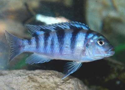 Aquarium Live Fish | Blue Morph Fish | Each | 1.5"-2"