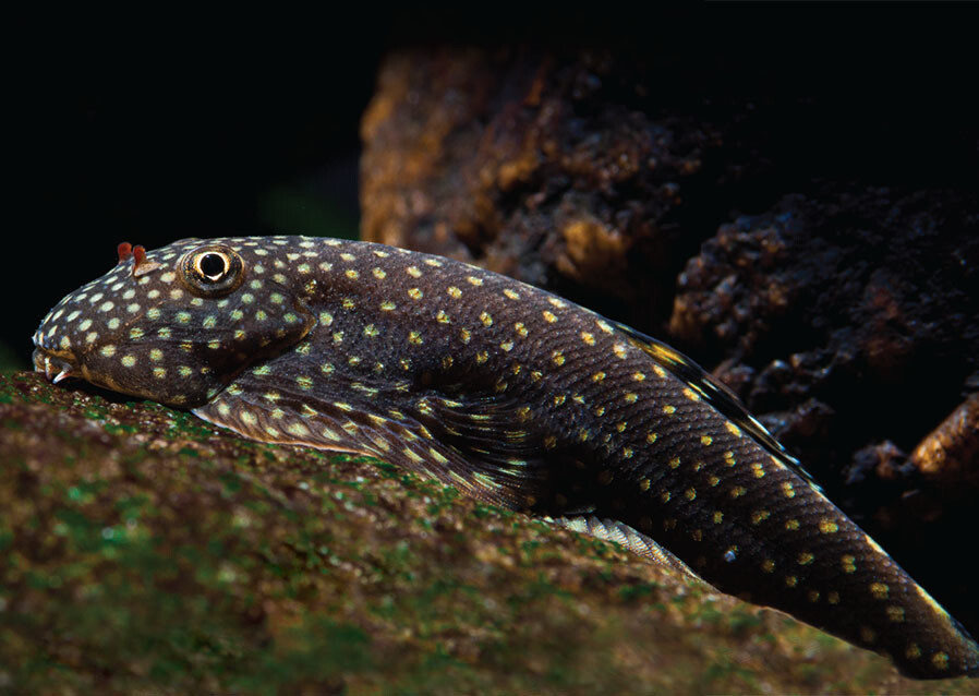 Aquarium Live Fish | Borneo Sucker Loach Fish | Single