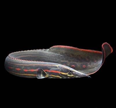 Aquarium Live Fish | Fire Red Eel Fish | Single