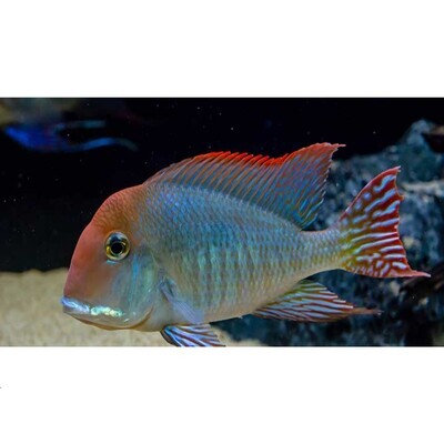 Geophagus Fish | 2-3 CM| Single | Red Head Tapajos