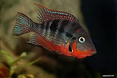 American cichlid | Fire Mouth | Single | 2 to 2.5"