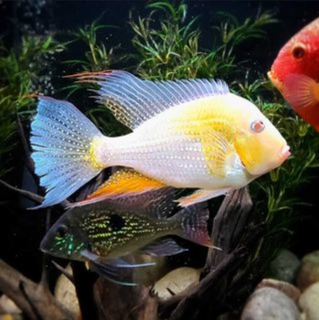 Aquarium Live Fish Geophagus Fish 3" Single