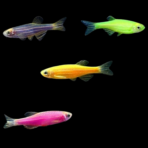 Aquarium Live Fish Glow Zebra Fish Multicolour