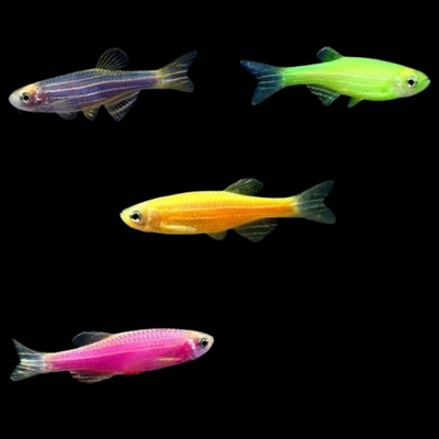 Aquarium Live Fish | Glow Zebra Fish | Multicolour