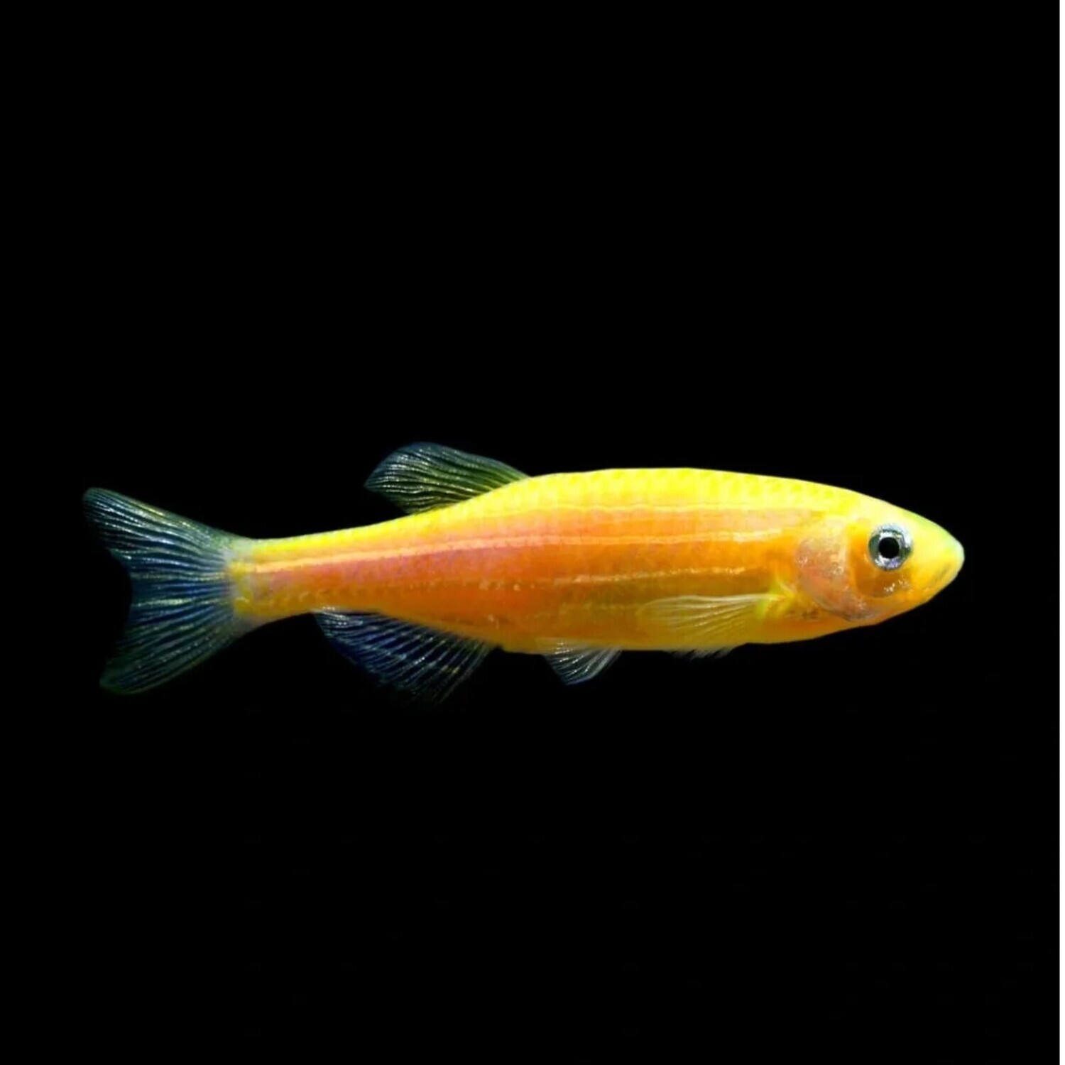 Aquarium Live Fish Glow Yellow Zebra Fish