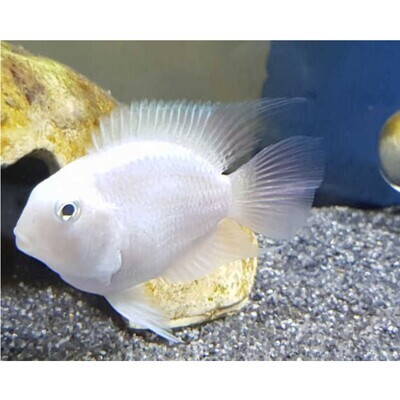 Aquarium Live Fish | Platinum White Polar Parrot Fish | Size 1.5"| Single