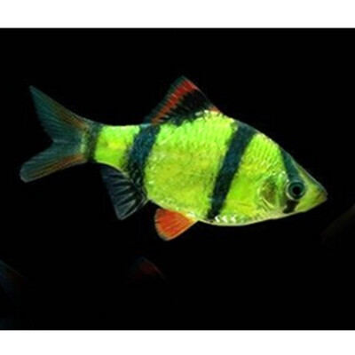 Neon Green Tiger barb Fish | Single Neon Green Tiger barb Fish | Single