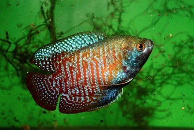 Aquarium Live Fish | Neon Red Dwarf Gourami | Pair | LUNG FISH