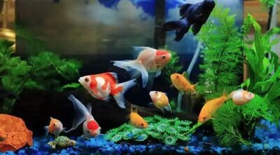 Aquarium Live Fish | Gold Fish ( Vaasthu ) Assorted Pack