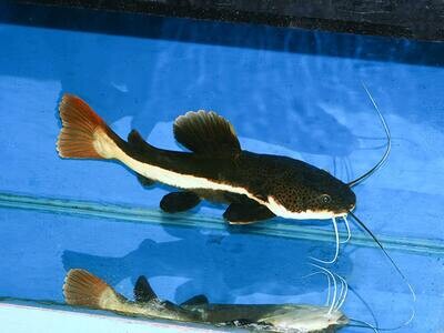Aquarium Live Fish | red tail cat fish | 2 "