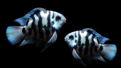 Aquarium Live Fish | Blue Polar Parrot Fish | Size 1 Inch to 1.5"| Single