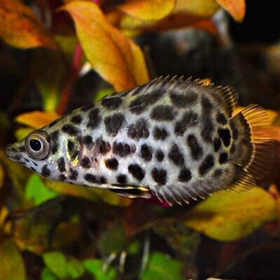 Aquarium Live Fish | Leopard fish | Single | 2.5-3.5 cms