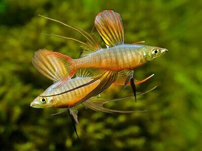 Aquarium Live Fish | Thread Fin Rainbow | Pair Aquarium Live Fish | Thread Fin Rainbow | Pair