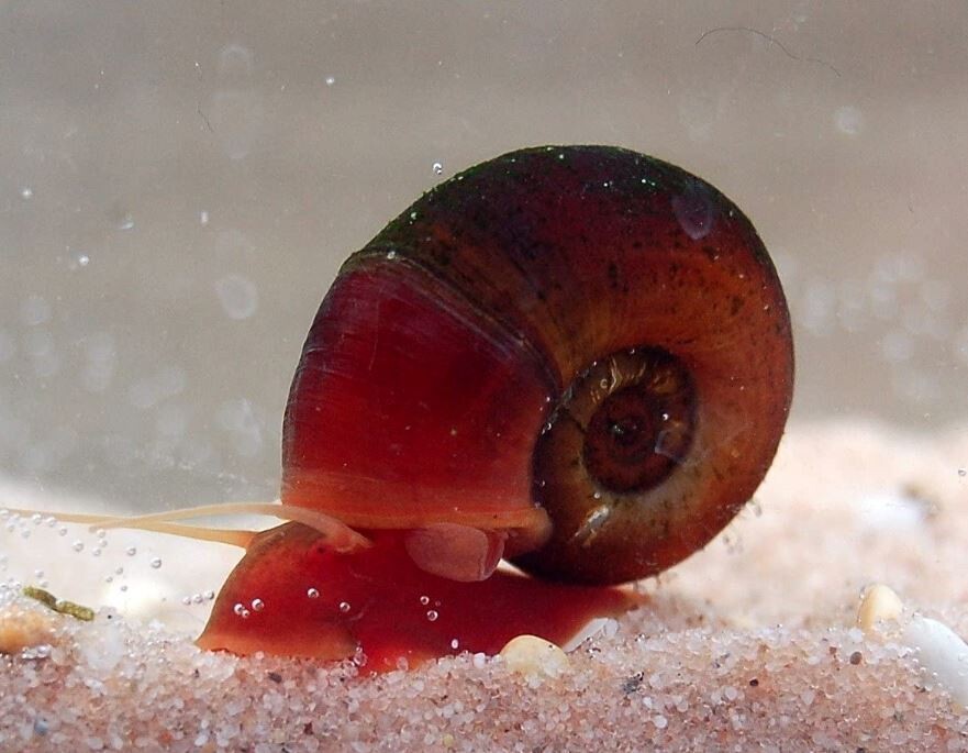 Aquarium Live Fish | Red Button Snail | single