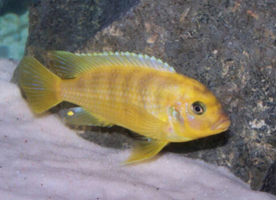 Aquarium Live Fish | Yellow Morph Fish | Each | 2"-2.5"