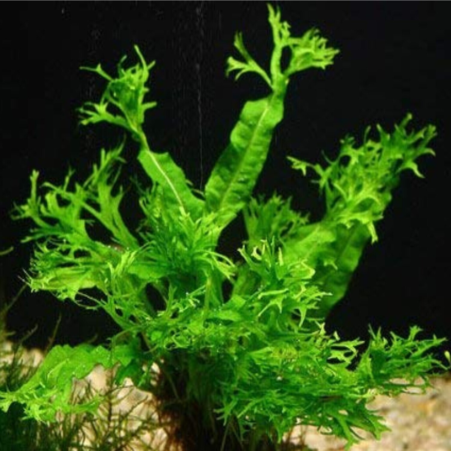 Mainam 3 Different Anubias Nana Java Fern Windelov Java Moss Tropical Freshwater Live Aquarium Plant Decorations 3 Days Buy2get1free