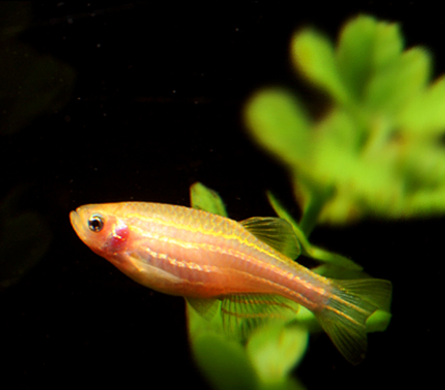 Aquarium Live Fish Zebra Fish yellow Each