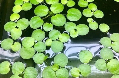 Aquarium Live Plants | Frogbit  | Limnobium laevigatum | 5 pcs Live Plant | Floating plants