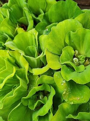 Aquarium Live Plants | Water Lettuce/Water Cabbage | 4 pcs Live Plant | Floating plants