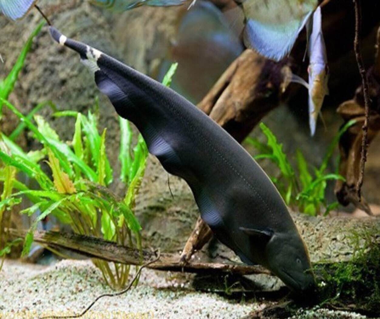 Black ghost knifefish 78 Cms Single