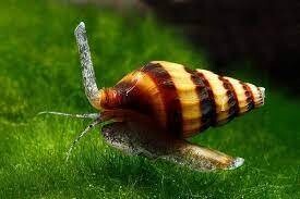 Assasin snails