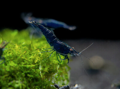 Blue Diamond Shrimp| Live | Freshwater | Aquarium Shrimp