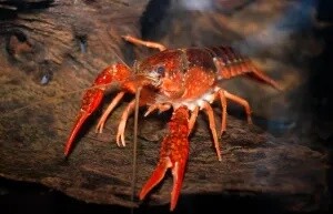 BROWN CRAYFISH | LOBSTER | Tropical Fish | Small