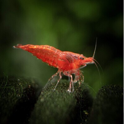 Cherry Red Shrimp | Live | Freshwater | Aquarium Shrimp