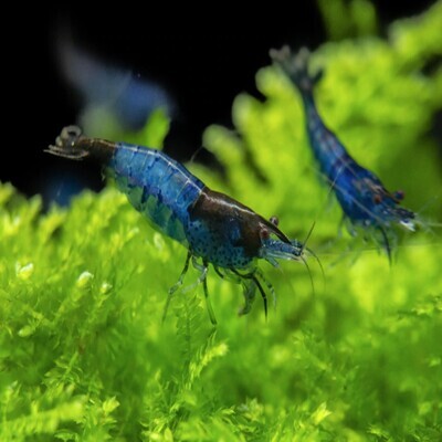 Solid Color Shrimp | Assorted Pack | (Red,Yellow,Blue,Orange,Black,White)