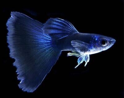 Electric blue GUPPY FISH | Male & Female