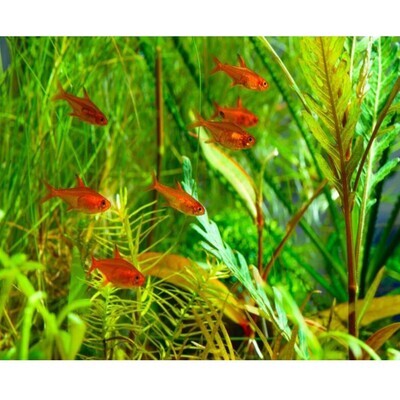 RED EMBER TETRA FISH | pair