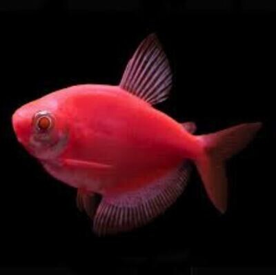 GLO WIDOW TETRA FISH | PINK COLOUR | PAIR