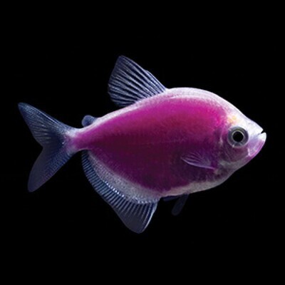 GLO WIDOW TETRA FISH | PURPLE COLOUR | PAIR