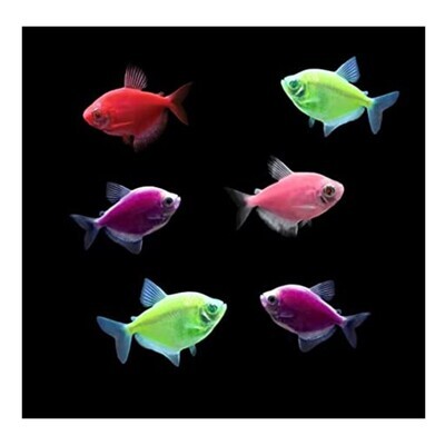 GLO WIDOW TETRA FISH (VARIOUS 5 COLOURS) ASSORTED PACK